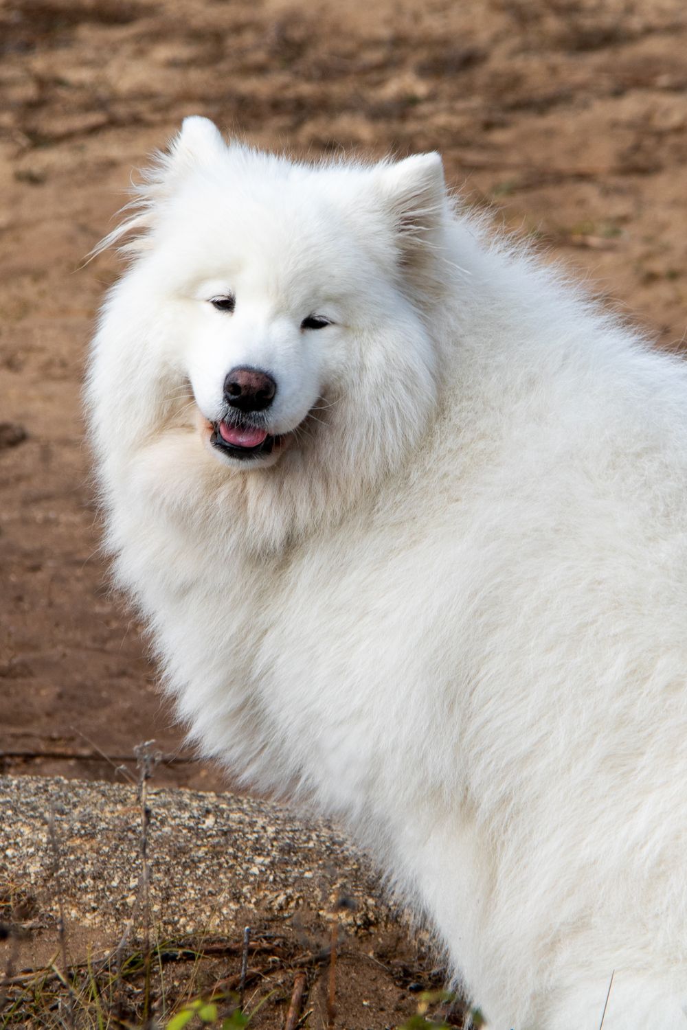 A large fluffy dog with a clean coat