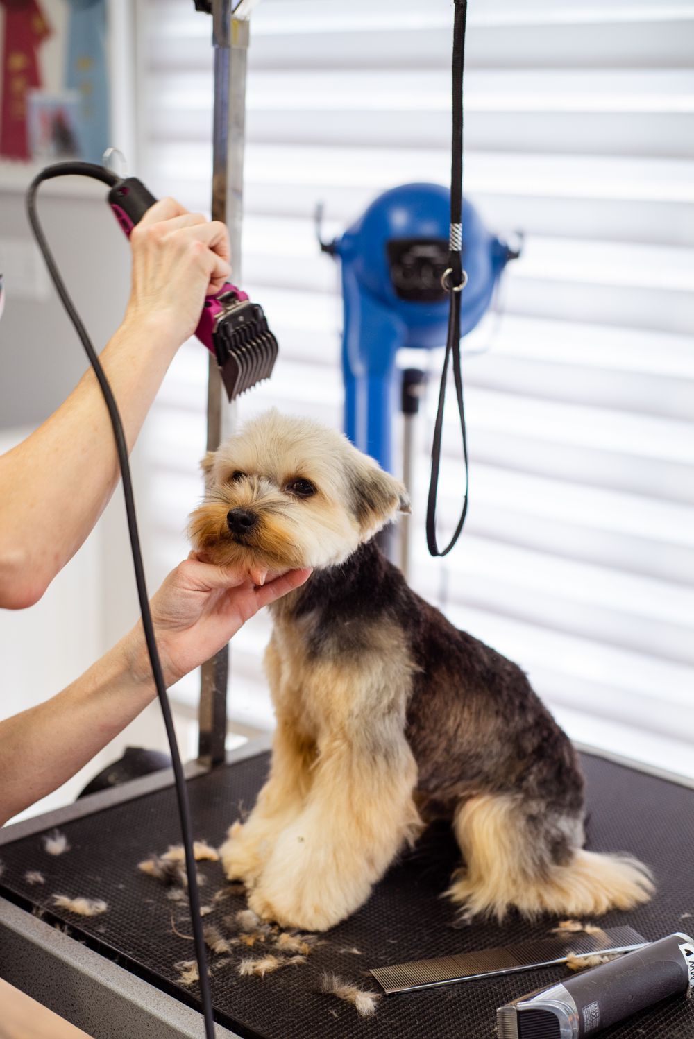 A medium-sized dog being trimmed by a groomer
