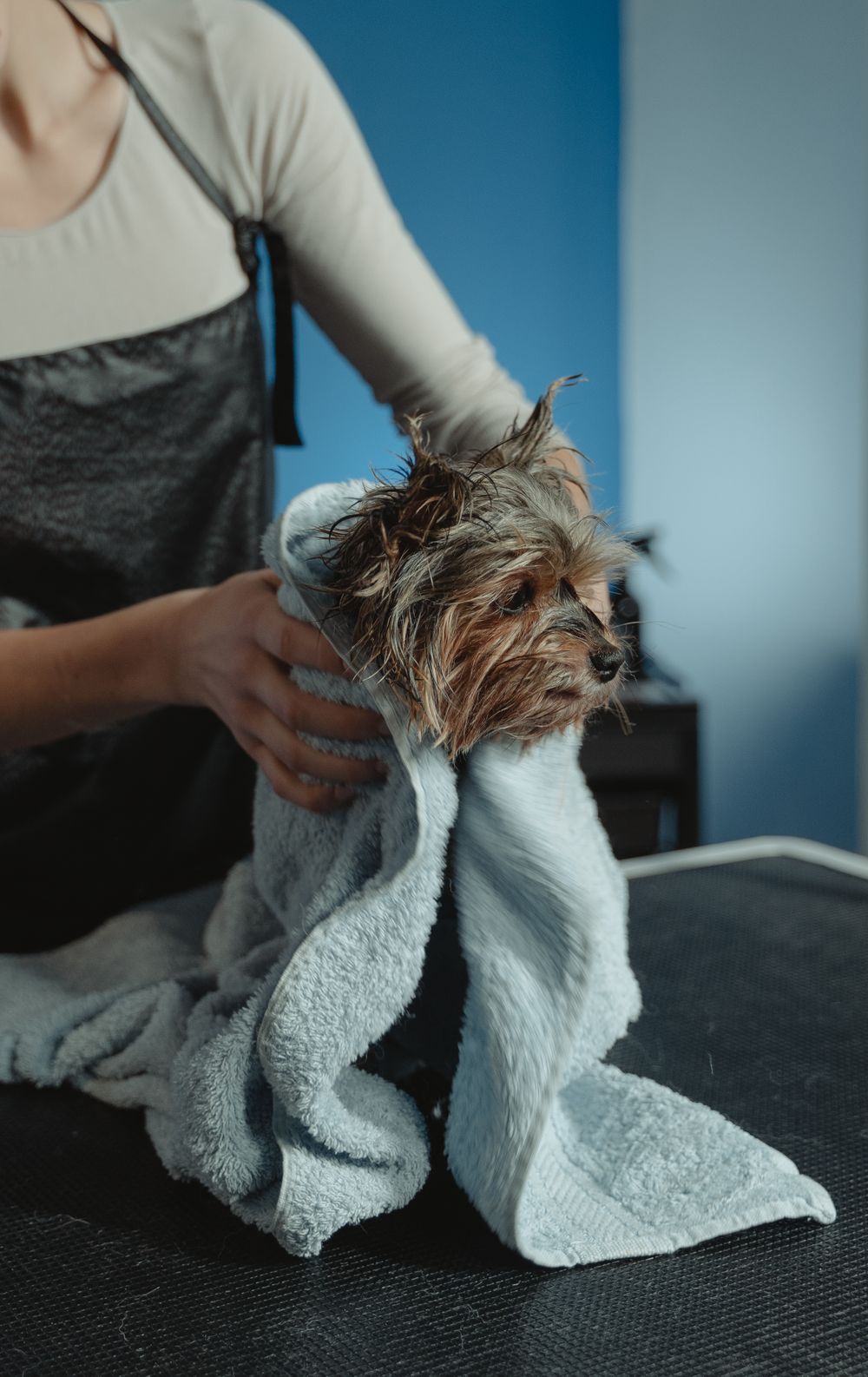 A small dog wrapped in a towel after grooming